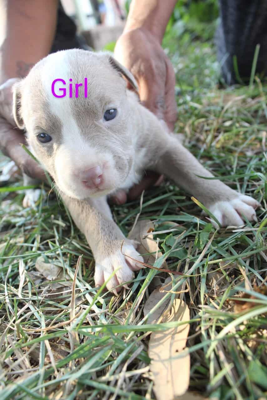 Pitbull Puppies image 1