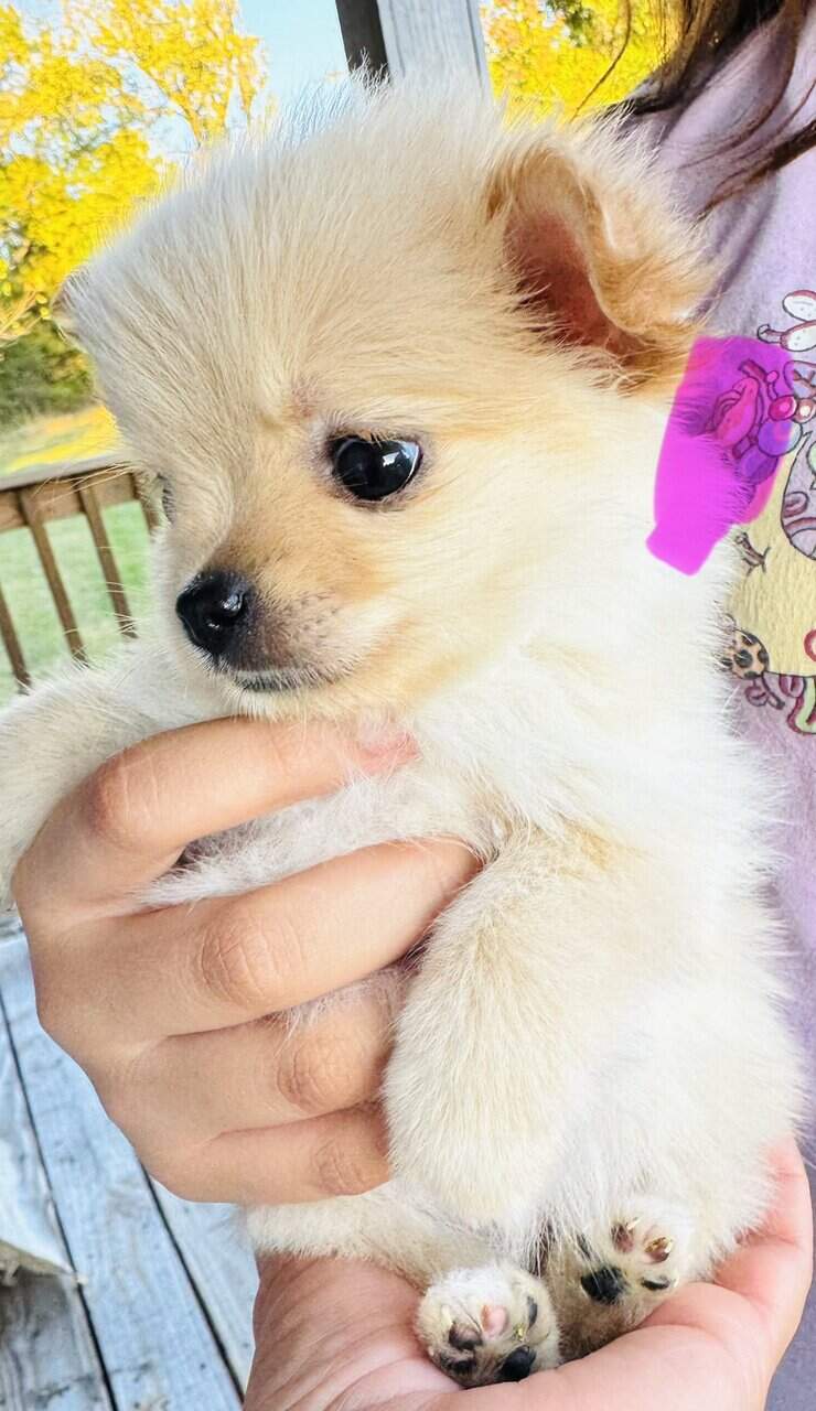 Pomeranian female image 2
