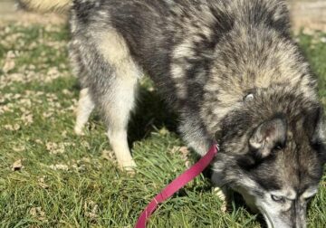 Pure Bred Siberian Husky