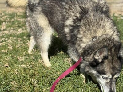 Pure Bred Siberian Husky
