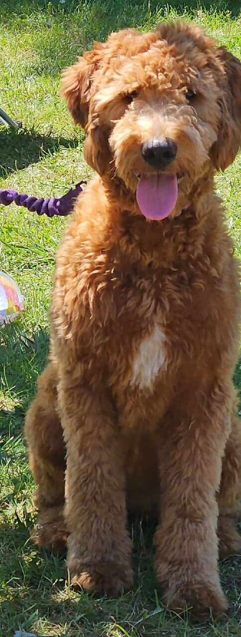Goldendoodle puppies - take home nov 29 image 3