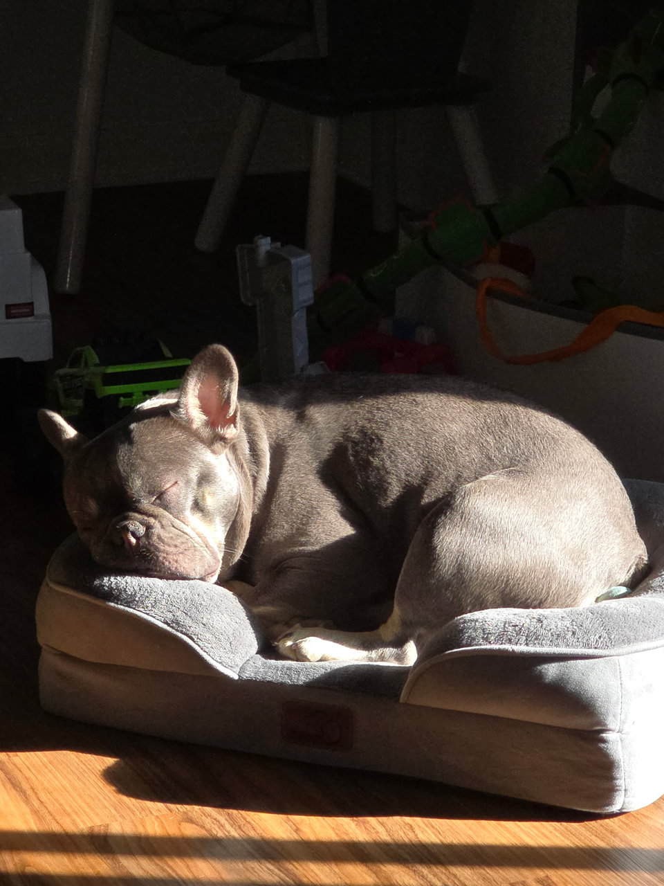 French bulldog image 3