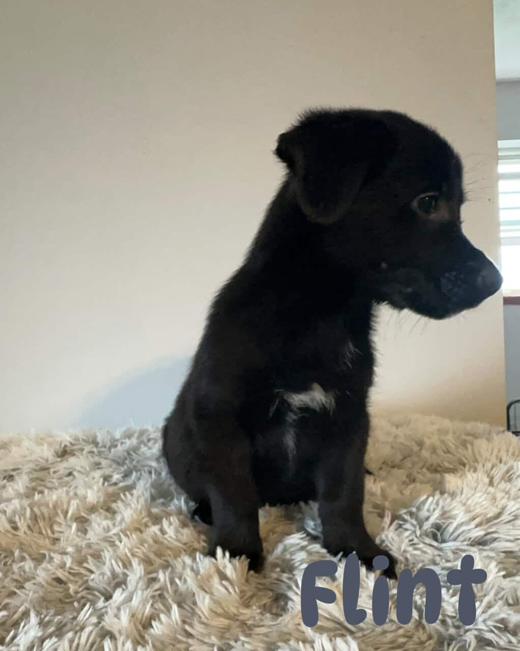 Corgi x Labrador image 7