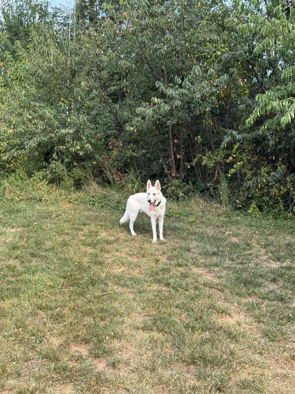 White Swiss Shepherd image 2