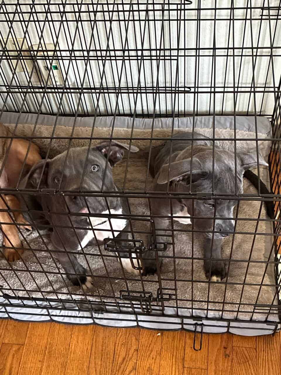 Xl bully female image 9