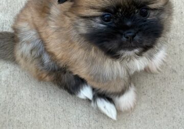 10 week old Pomeranian Shih Tzu Puppies