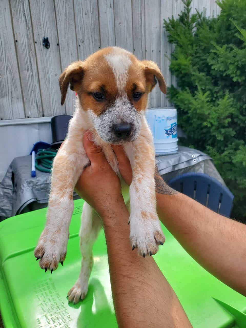 red heeler image 2