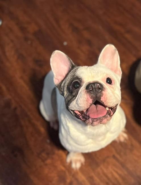French Bulldog image 2