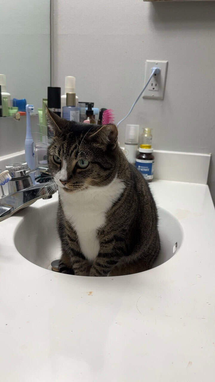 Male Feline - White Socks image 3