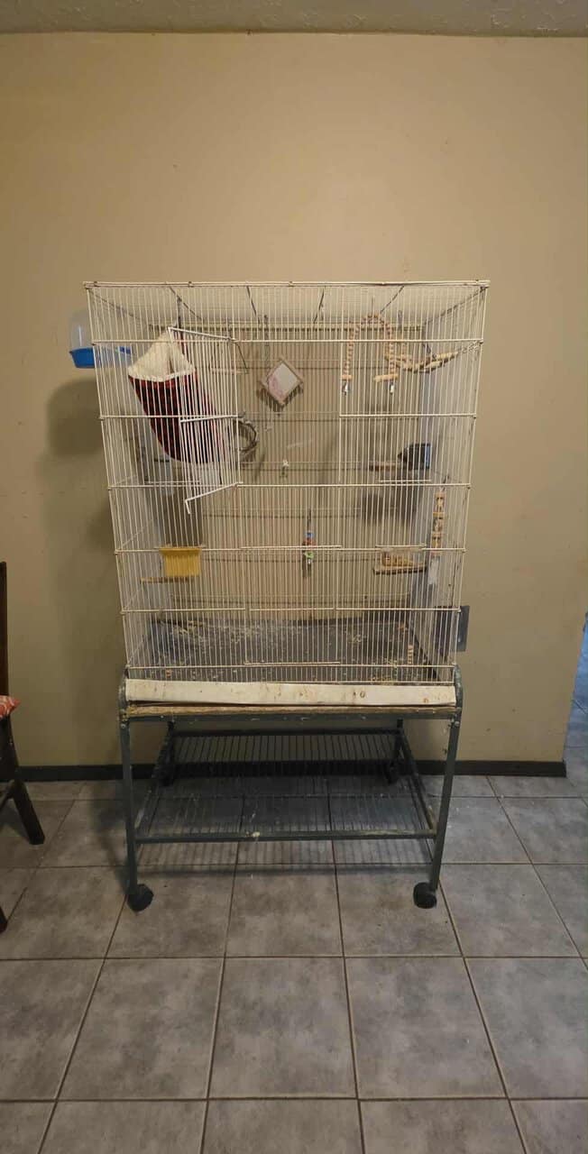 Male cockatiel image 2