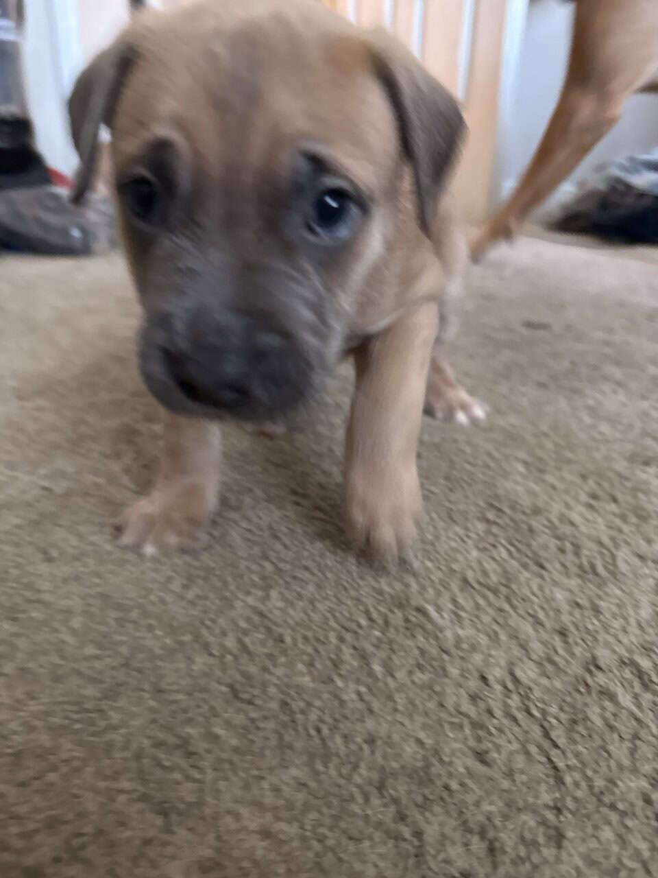 Puppies looking for new home (Males) image 4