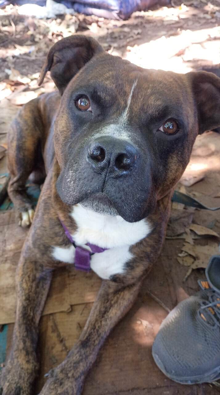 5 year old full blooded pit bull image 1