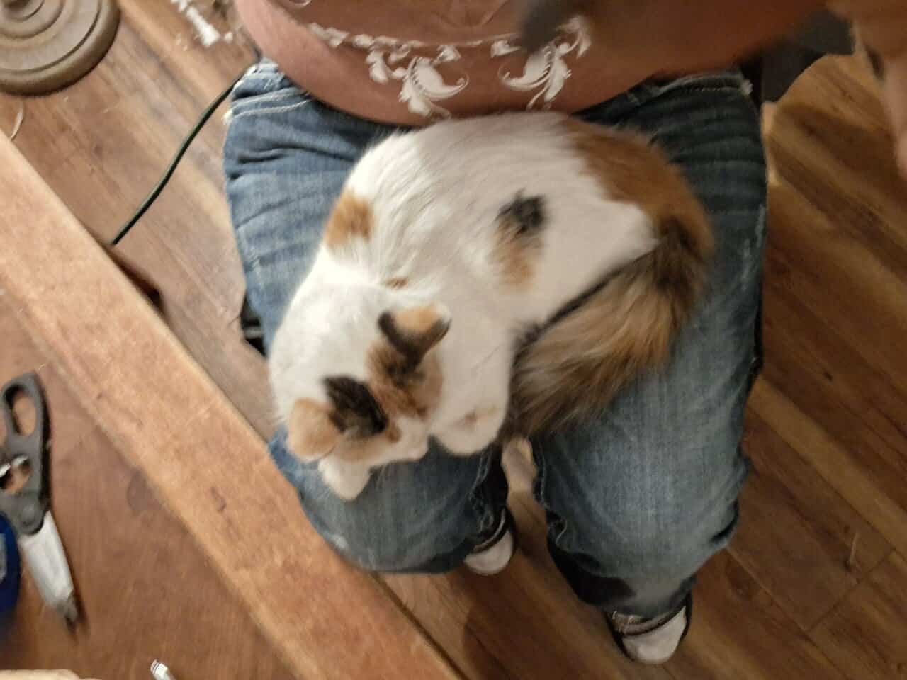 12 wk female calico fixed,vaccinated, dewormed,def image 10