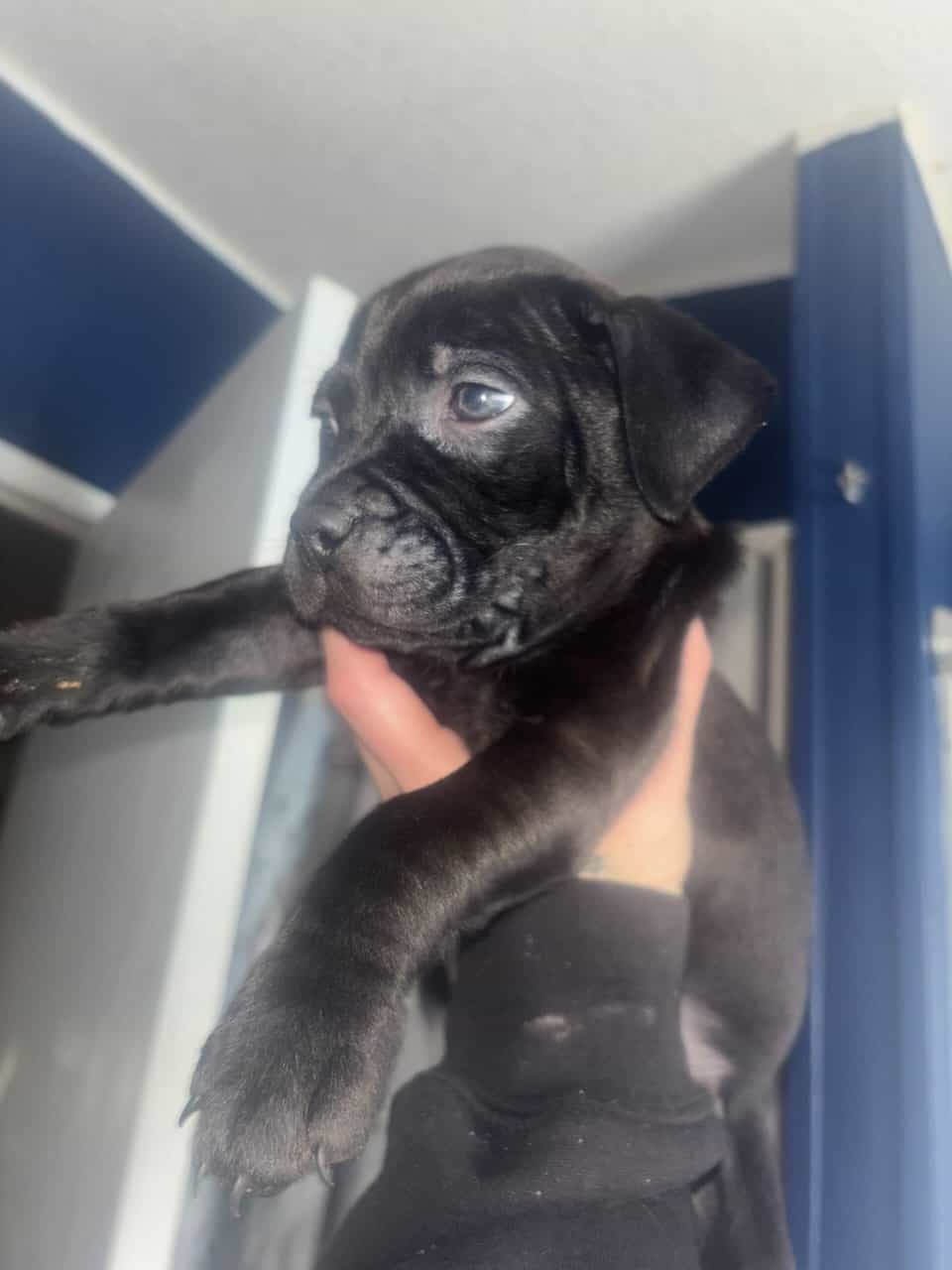 Lab and put puppys image 3