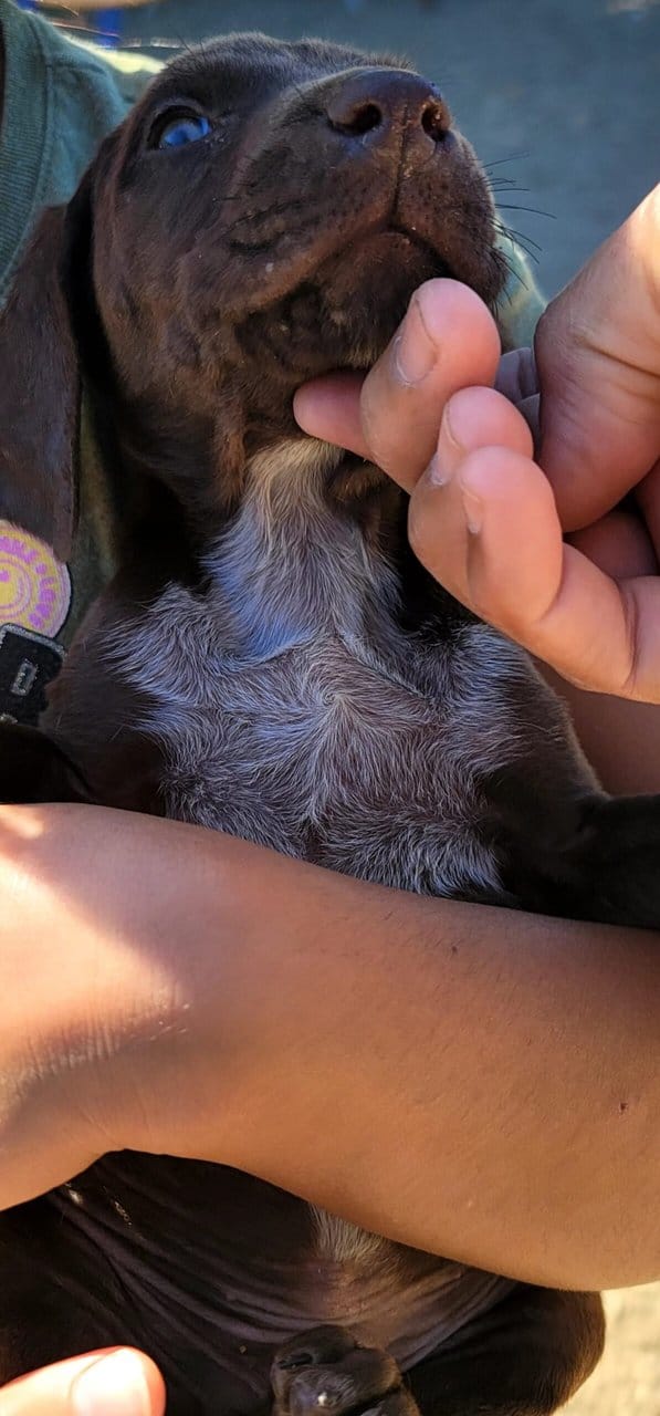 Adorable Shorthaired Pointers image 5