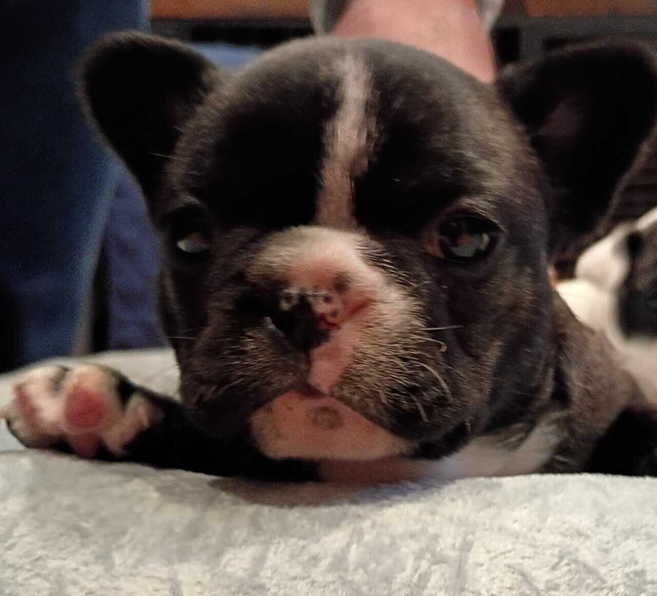 Gorgeous French Bulldog Puppies image 3