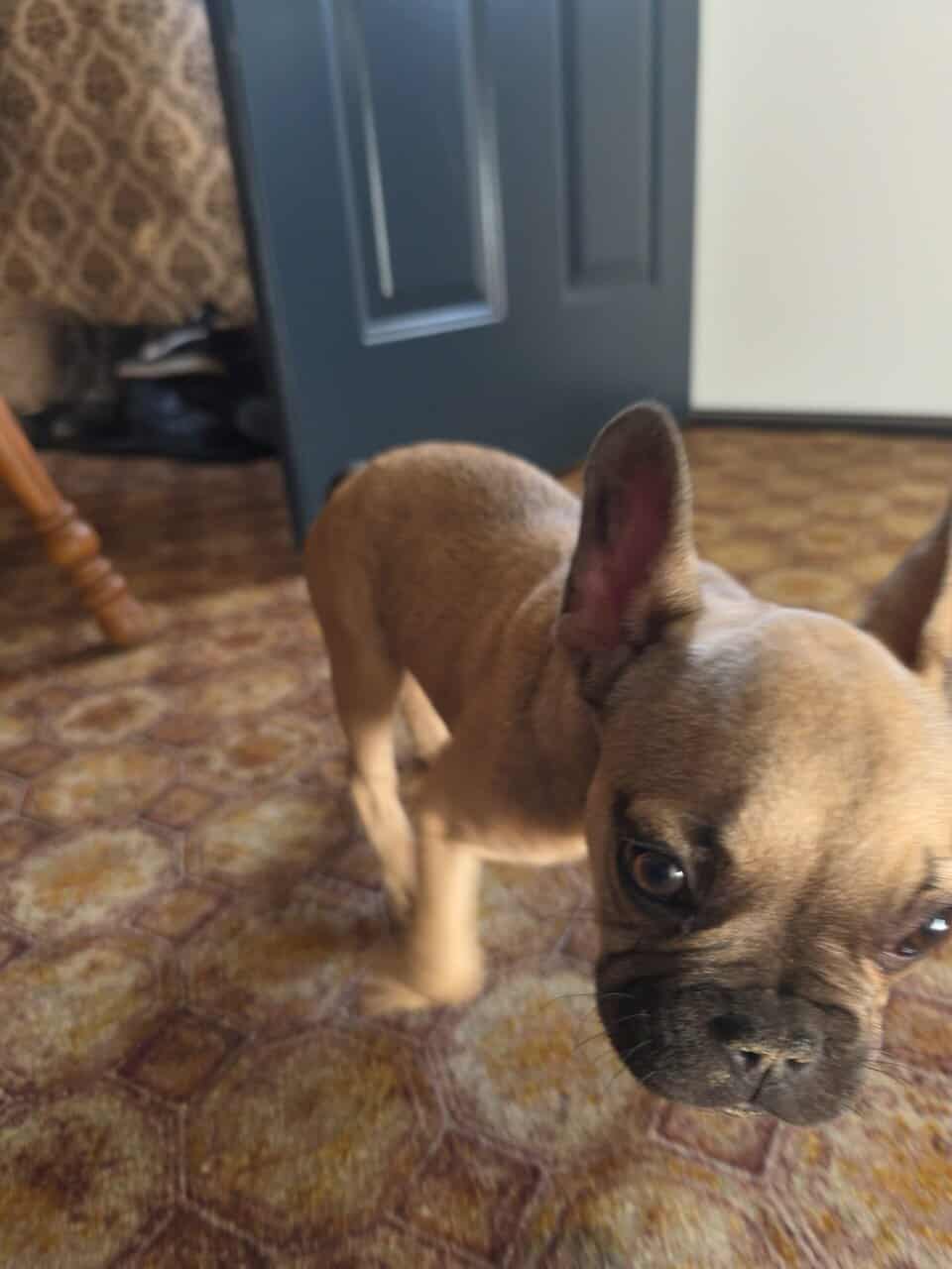 French Bull dog puppies for sale image 2