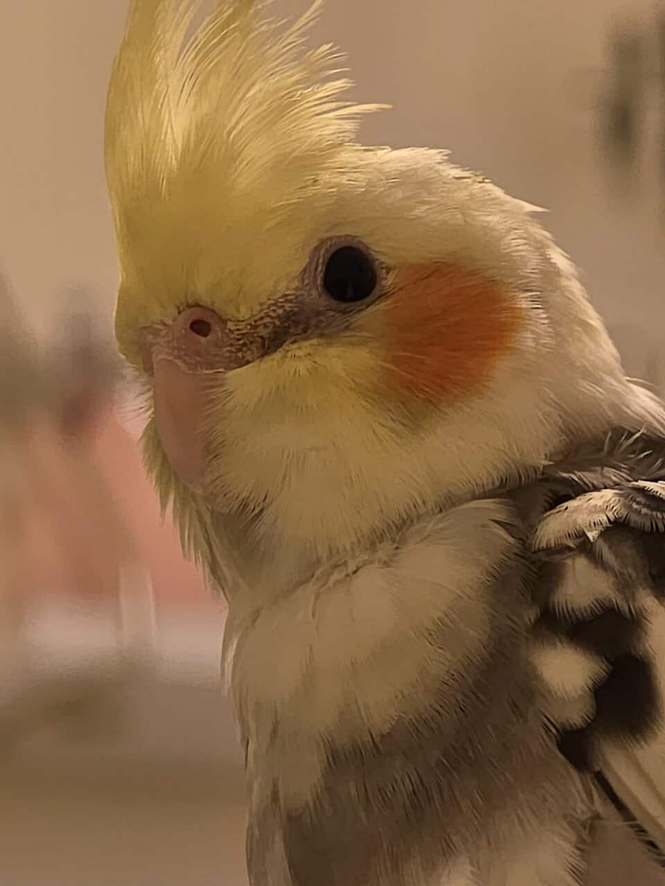 1 pair of cockatiels for sale image 2
