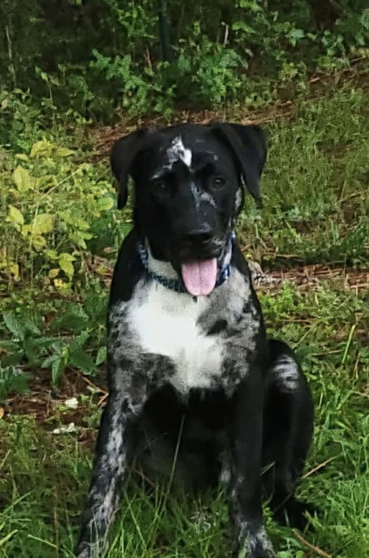 10 month Old Catahoula Leopard Mix image 1
