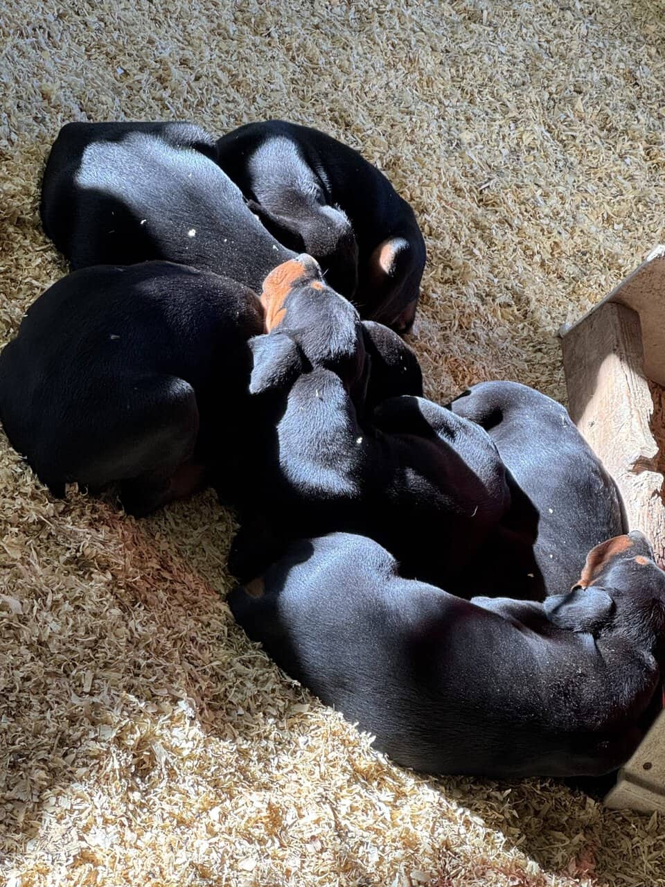 AKC Dobermans image 1
