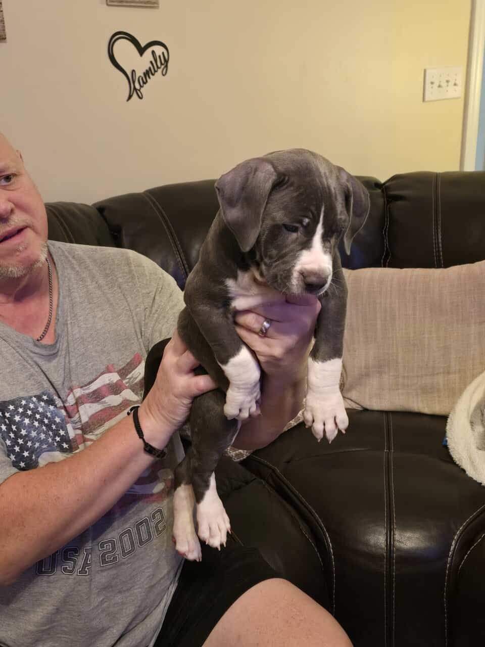 Handsome American Staffordshire terrier image 3