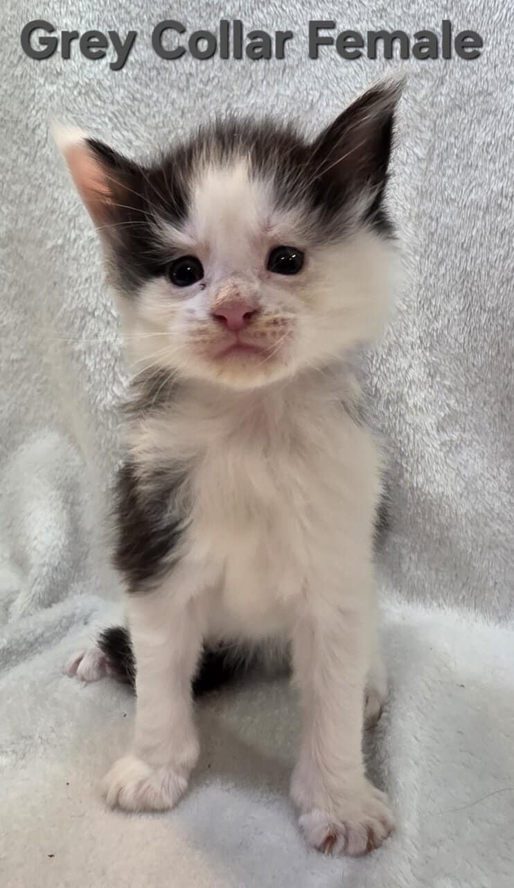 Maine Coon Kittens image 6
