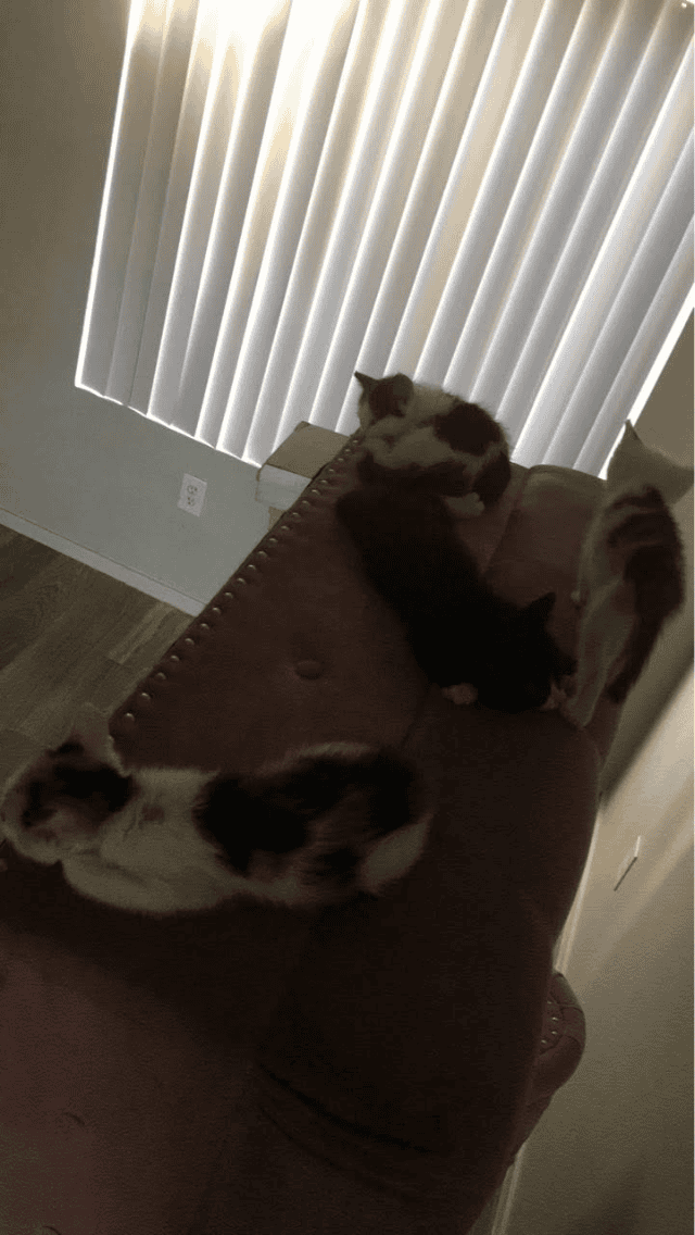 Rehoming cats image 1
