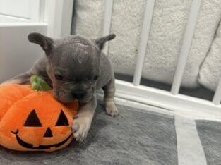 French bulldog