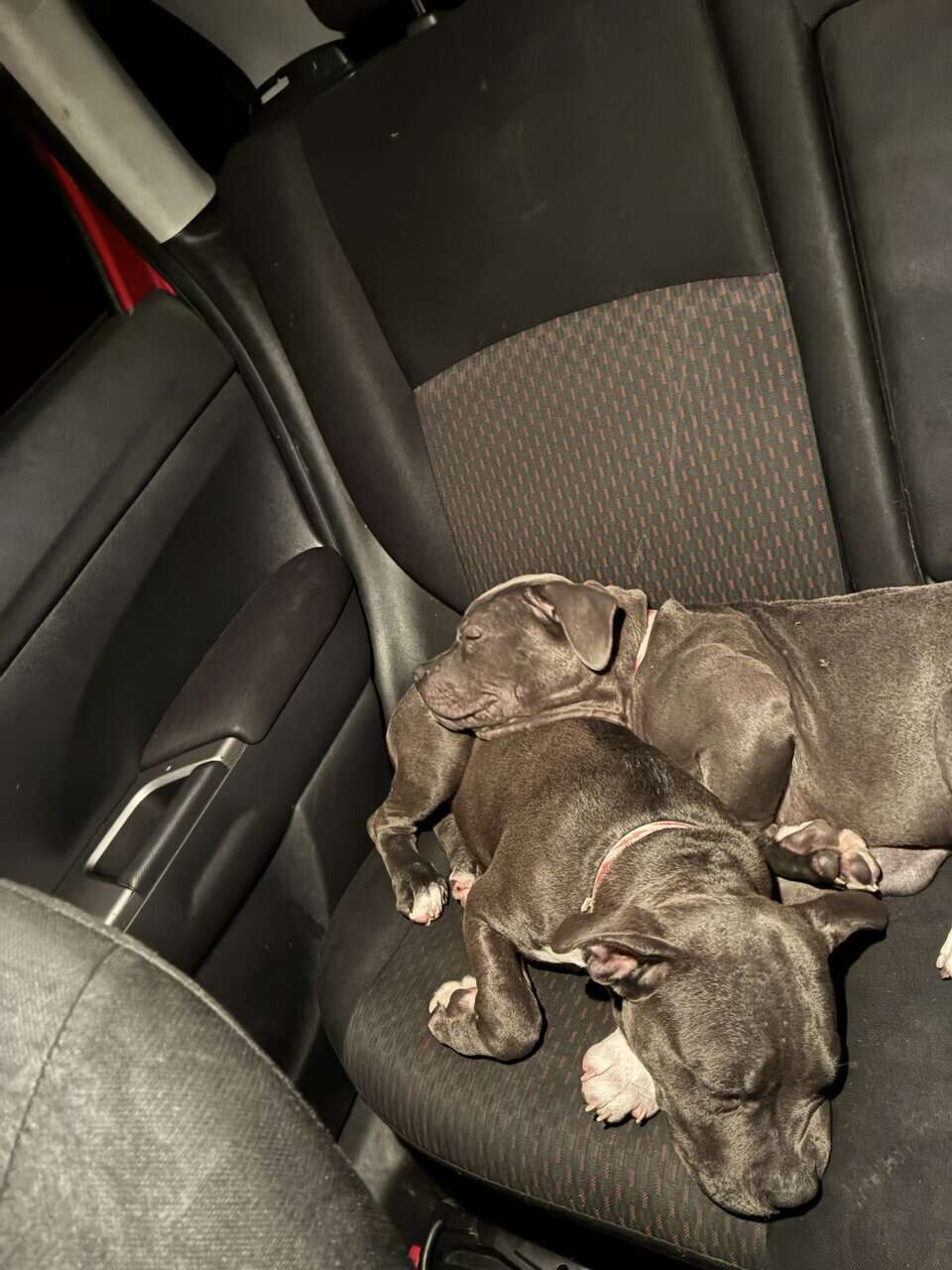 Xl bully female image 10
