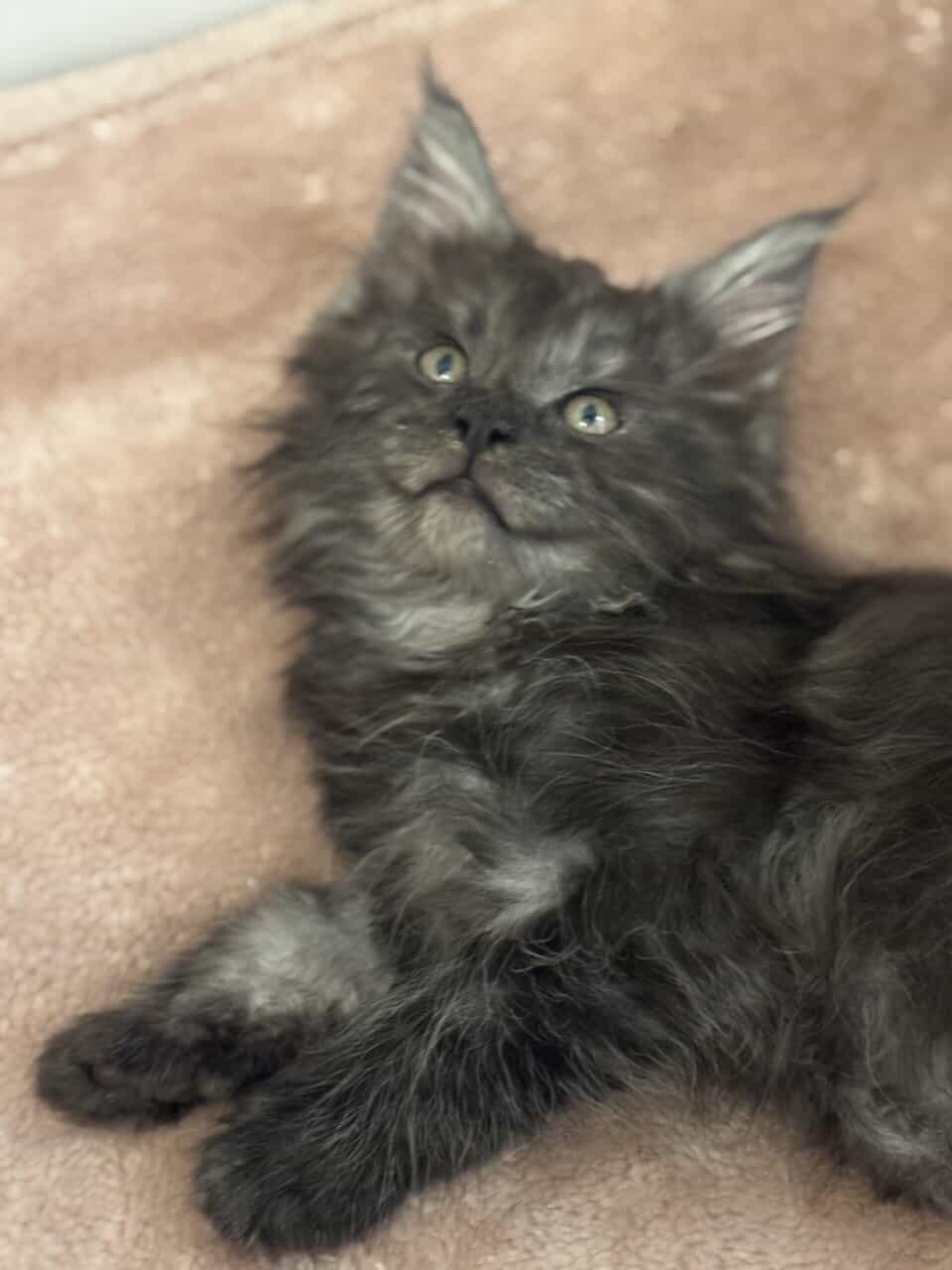 TICA registered Maine coon kittens image 8
