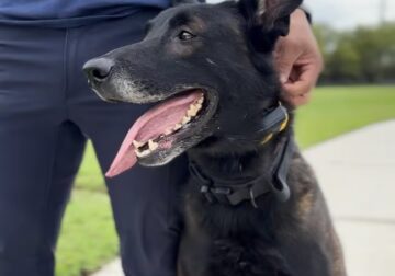 Malinois – Very large male