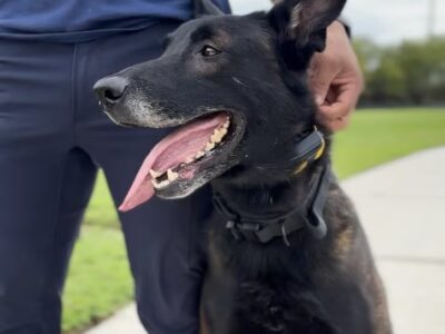 Malinois – Very large male