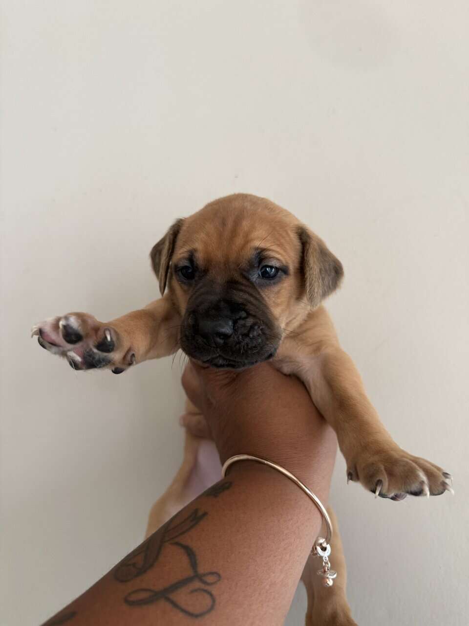 Puppies looking for new home (Males) image 12
