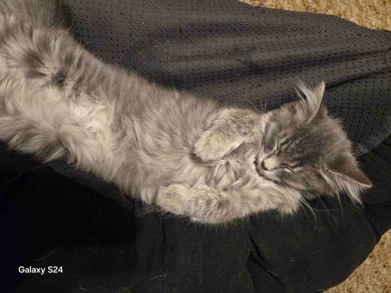 Maine Coon Kittens and cat's image 2