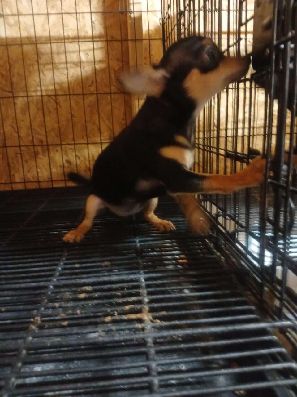 Pure Bred Chihuahuas image 1