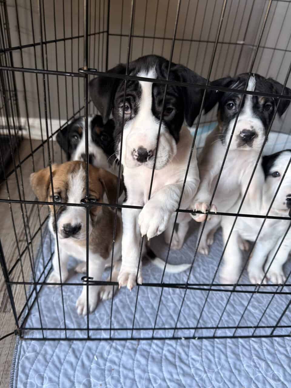 Puppies image 2