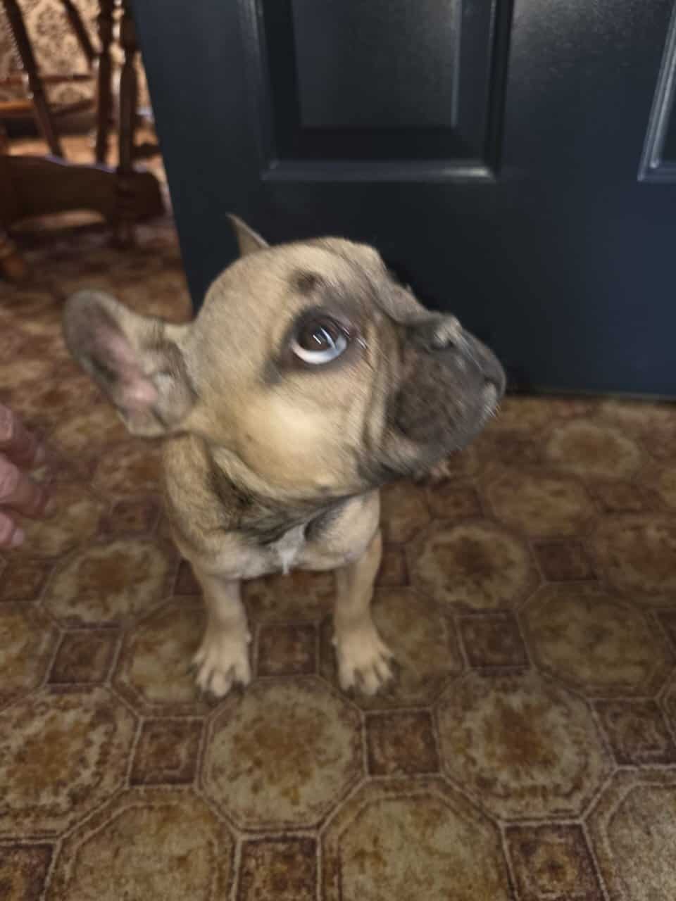French Bull dog puppies for sale image 1