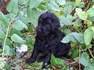 Puppies -wavy soft haired 1/2 Poodle 1/2 Shar Pei