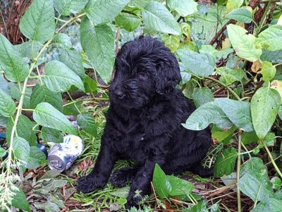Puppies -wavy soft haired 1/2 Poodle 1/2 Shar Pei