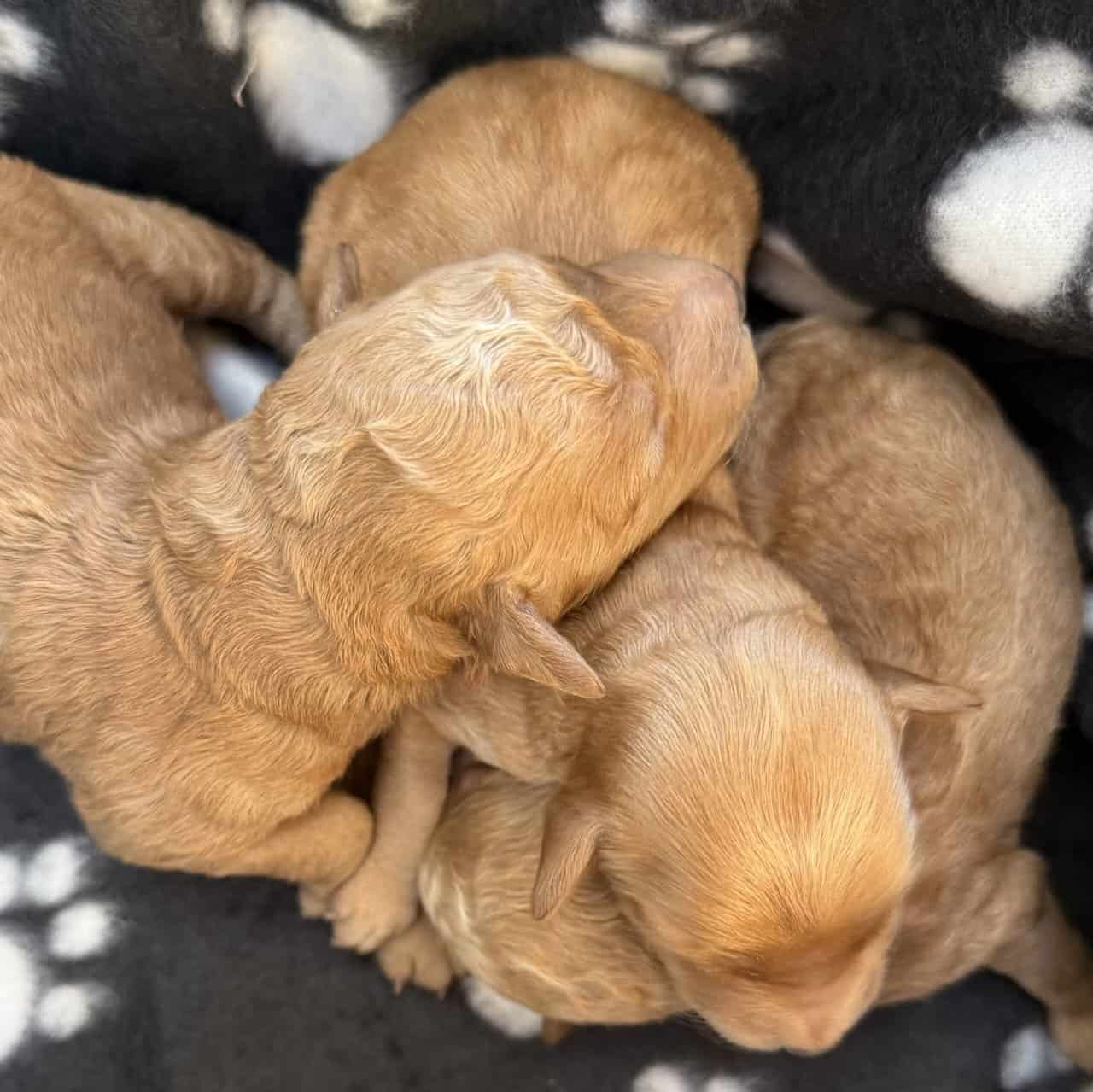 Mini Goldendoodle- Female and Male image 4
