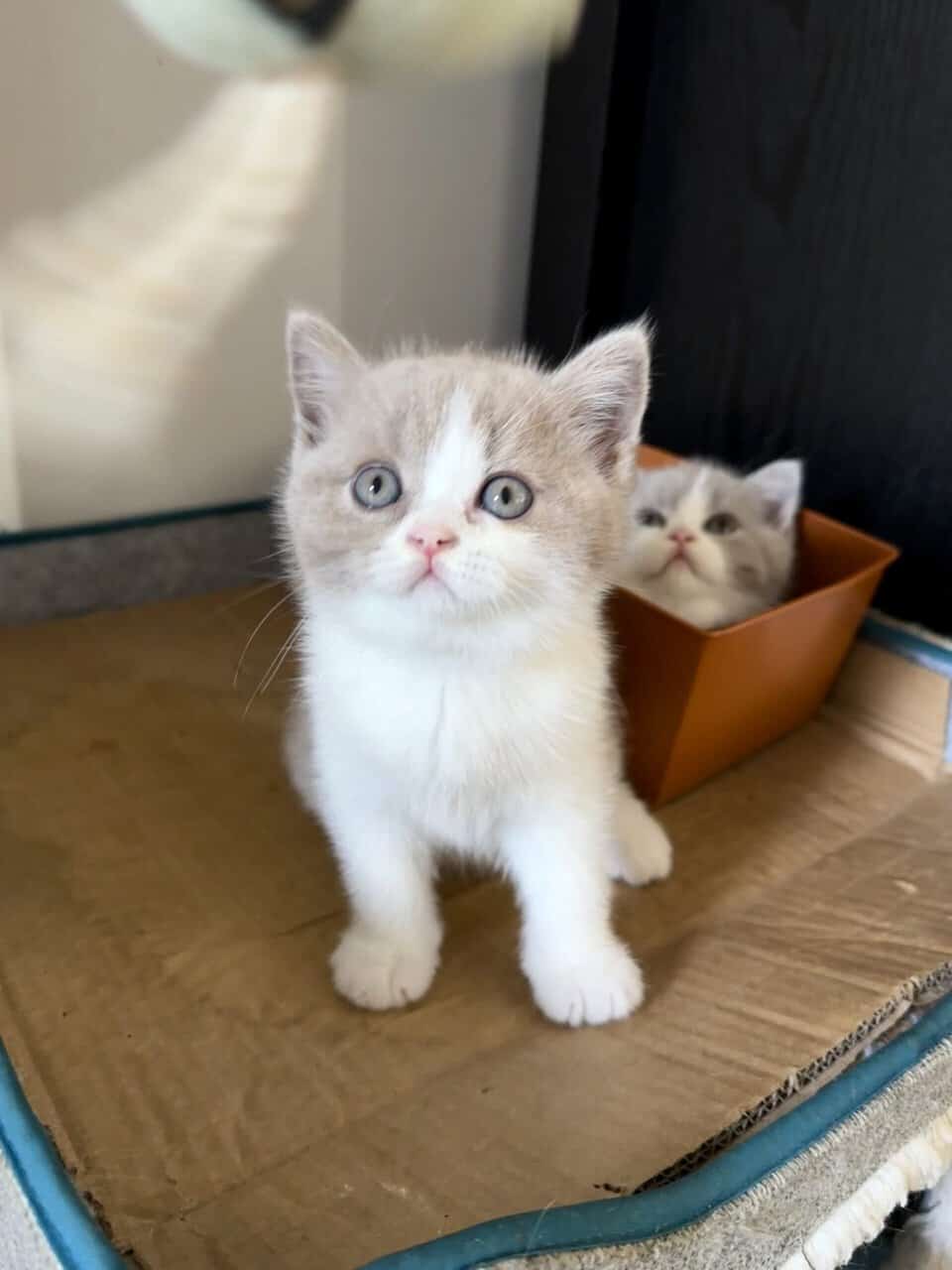 3 British shorthair kittens (2m, 1f) image 7