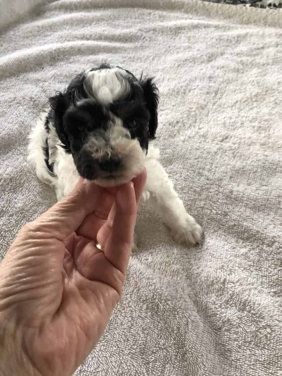 Toy poodle puppies image 9