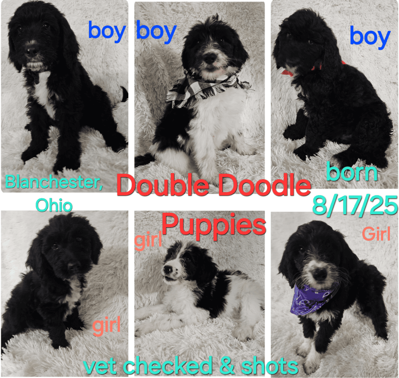 Double Doodles image 1