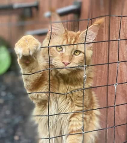 Female Maine Coon Large image 2