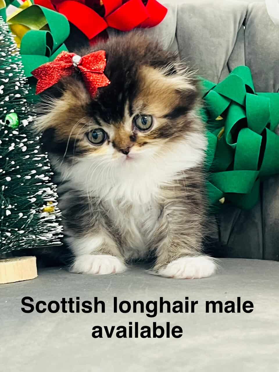 Scottish fold longhair image 4