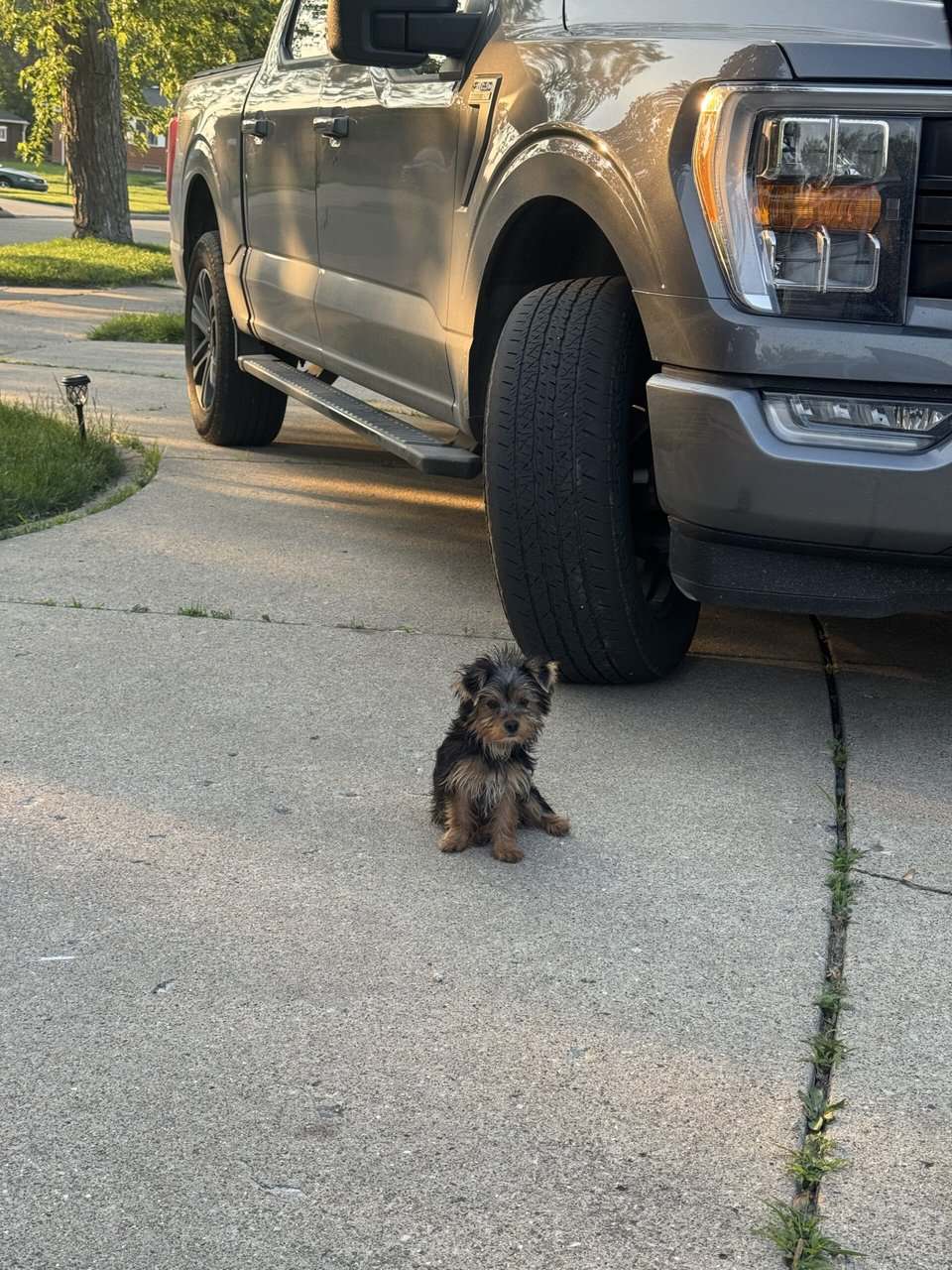 8 month old full breed Yorkie image 2