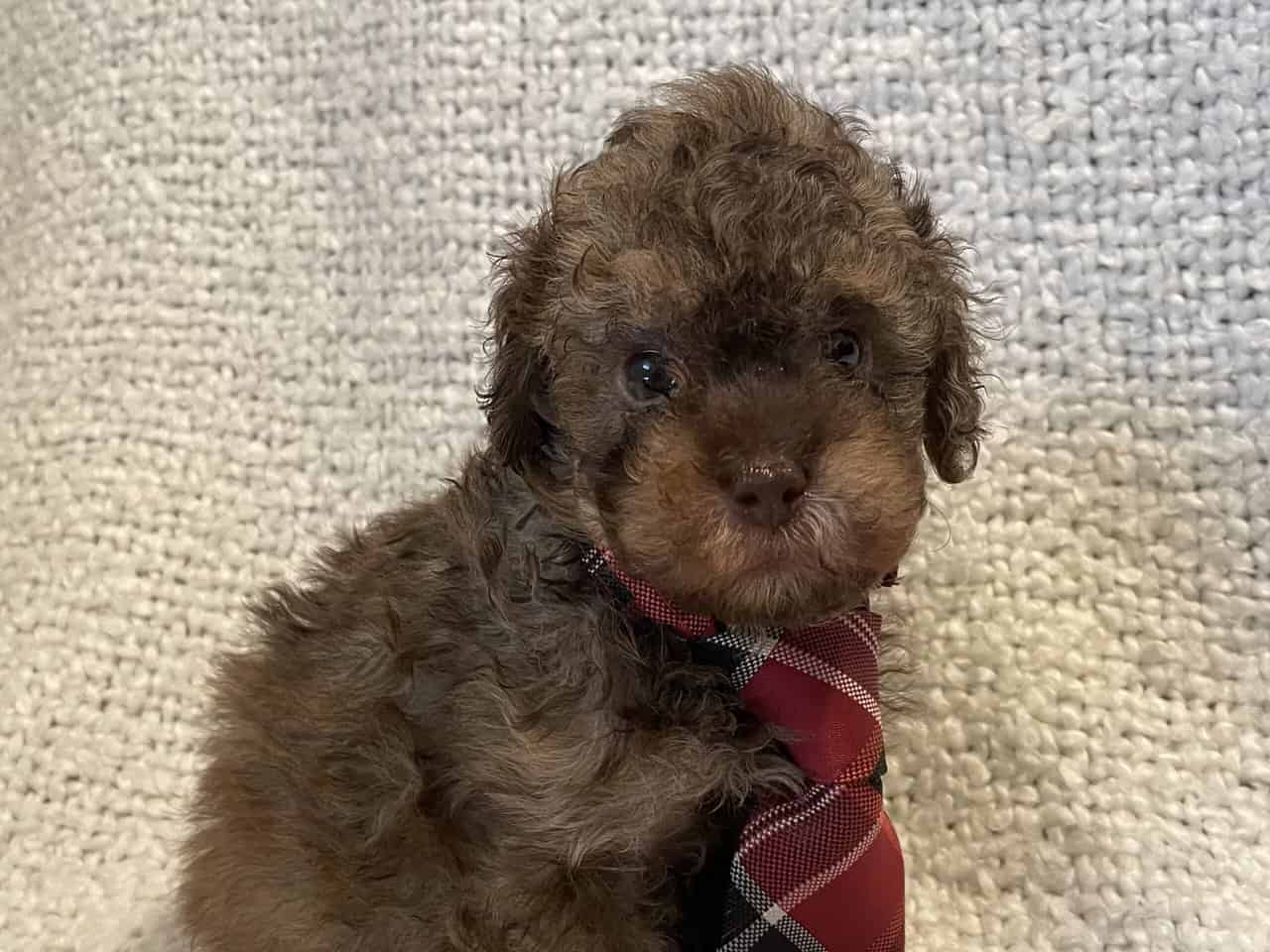 Cavapoo puppies image 7