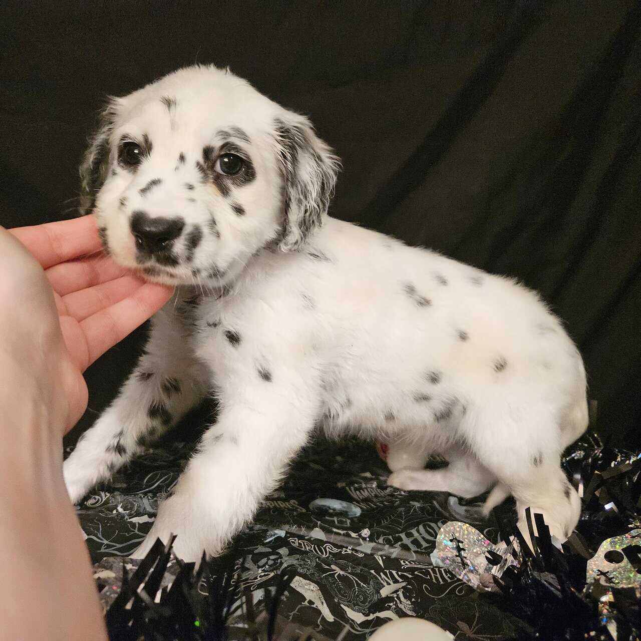 Dalmatian puppies image 2