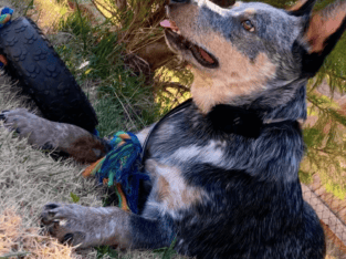 Australian Cattle Dog