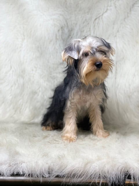 Yorkshire Terrier, male image 3